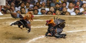 Gà Kadaknath nổi bật với bộ lông đen toàn thân và sức bền tốt