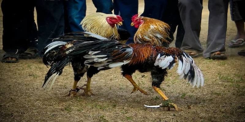 Đặc điểm của hình thức chọi gà cựa dao được quy định hiện nay