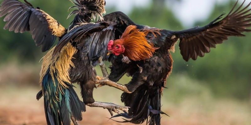 Tổng hợp những hình thức chọi gà dao phổ biến